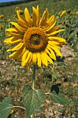 A sunflower in the field