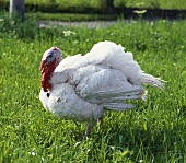 A turkey in the meadow