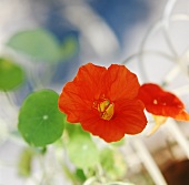 Nasturtiums with red flowers