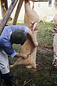 Schweineschlachtung: Rückenspeck abtrennen