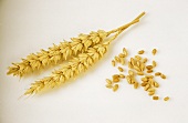 Two ears of wheat, a few grains of wheat beside them