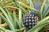 Eine Ananas auf dem Feld