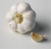Garlic bulb and clove of garlic