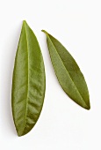 Two pimento leaves (Pimenta dioica)