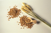 Ears and grains of wheat and small scoop