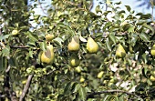 Pears on the tree in Provence
