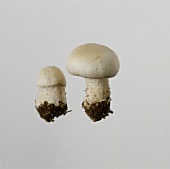Two meadow mushrooms