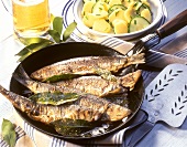 Fried herrings with juniper flavour & potato & cucumber salad