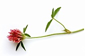 Flowering red clover (Trifolium pratense)