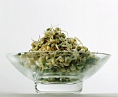A glass bowl with fresh mung bean sprouts