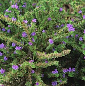 Rosemary bush with flowers