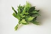 A bunch of flat-leaf parsley against white backdrop