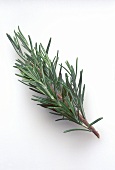 Sprig of Rosemary