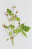 Flowering Herb Robert (Geranium robertianum)