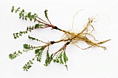 Greater burnet saxifrage (Pimpinella major), plant with root (2