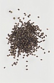 Larkspur seeds (Delphinium consolida)