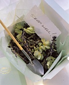 Sleep-well tea: tea of hops, valerian & lavender