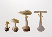Four yellow death cap mushrooms