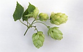 Hops with leaves
