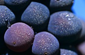 Sangiovese, der Star unter den roten Weintrauben der Toskana