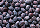 Many damsons (filling the picture)