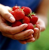 Hand holding freshly picked strawberries