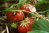 Erdbeeren an der Pflanze