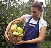 Young woman holding a basket of freshly picked apples
