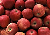 Viele Äpfel der Sorte Stark Delicious (bildfüllend)