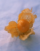 An opened Cape gooseberry on pale blue background