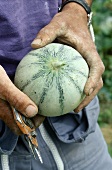 Mann hält eine Charentais-Melone