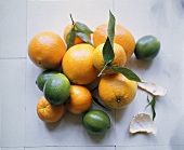 Citrus Still Life
