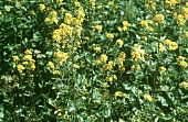 Yellow flowering mustard plants
