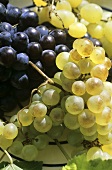 White and black grapes