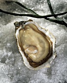 An opened oyster (Speciale) on ice
