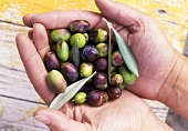 Hände halten frische Oliven