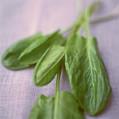 Spinach Leaves