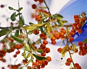 Sprig of firethorn (Pyracantha coccinea; inedible)