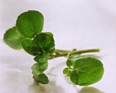 Watercress