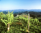 Weinberg bei Gamlitz in der Südsteiermark, Österreich