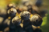 Cabernet Franc grapes in morning dew, Pomerol