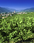 Blick vom Weinberg Ried Achleiten auf Weissenkirchen, Wachau