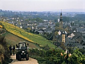 Lesezeit im Weinberg Berg Rottland bei Rüdesheim, Rheingau