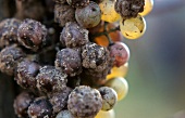 Edelfaule Weintrauben im Weingut Vignalta, Veneto, Italien