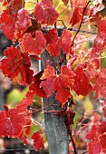 Herbstliche Weinblätter am Rebstock im Medoc, Bordeaux