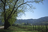 Weinberg im Napa Valley, Kalifornien, USA