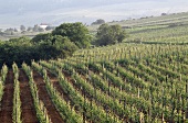 Vineyard at Rouffach on the Alsatian wine route