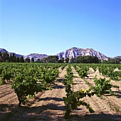 Vineyard against mountain chain, Les Baux, Rhone, France
