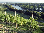 Vineyards and the Main near Volkach, Kitzingen, Lower Franken