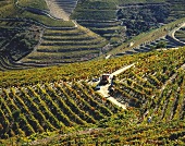 Lesezeit bei Soutelo do Douro, Douro Valley, Portugal